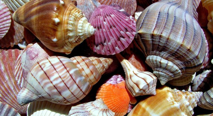 coquillages pour la décoration