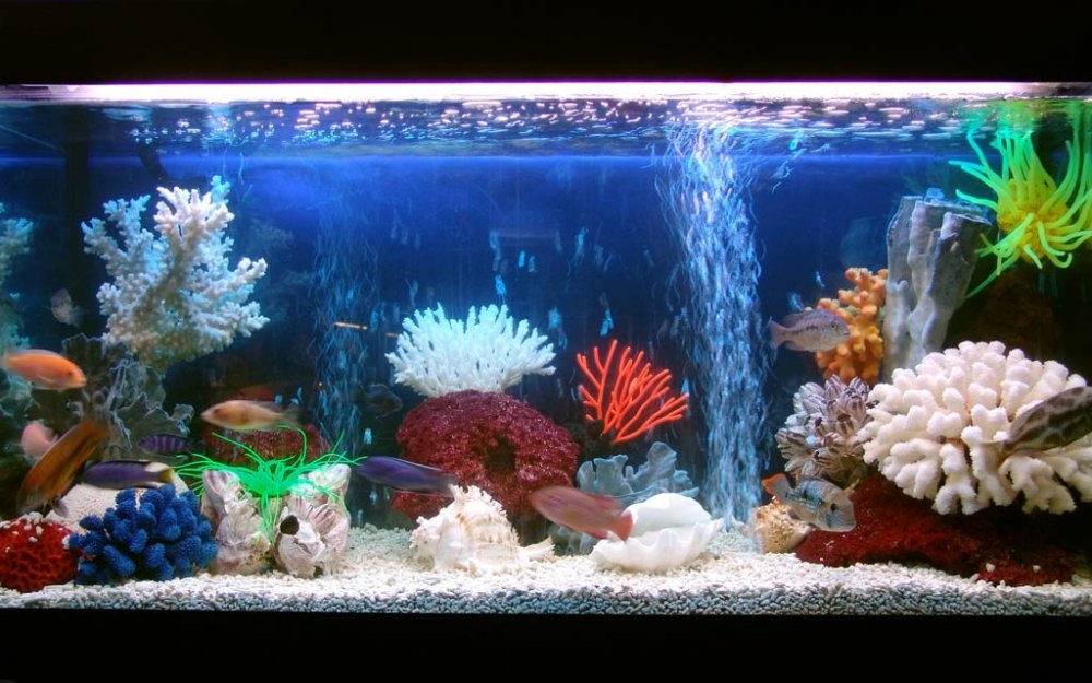 aquarium à coquilles