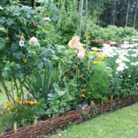 Un exemple de conception d'un jardin lumineux dans une cour privée photo