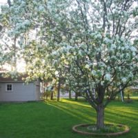 Poire en fleurs au milieu d'une pelouse anglaise