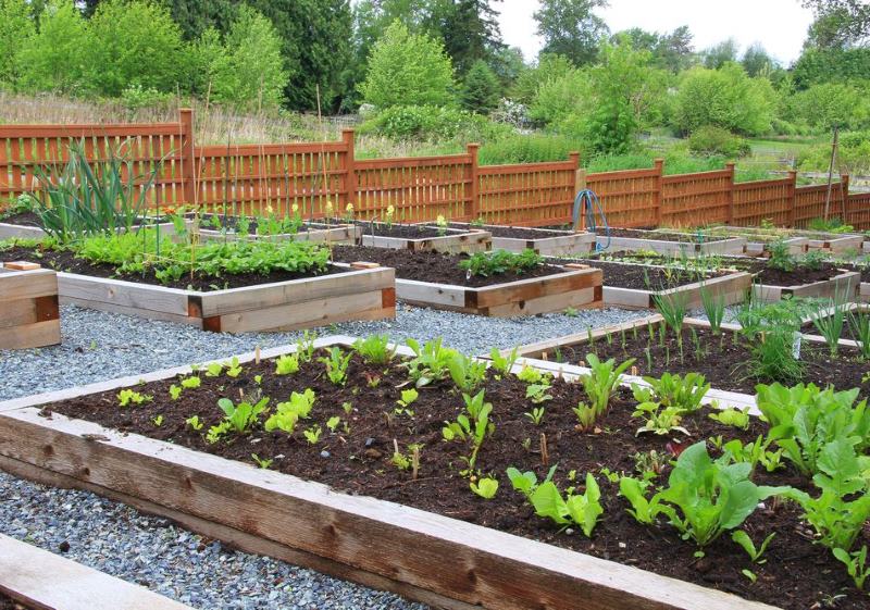 Lits en bois pour la culture de légumes sur la pente de la parcelle