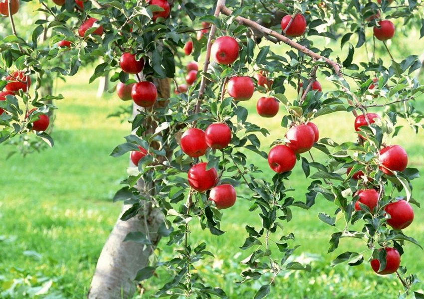 Raudoni obuoliai ant medžio sodybos sode