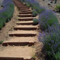 Escalier simple avec marches en bois