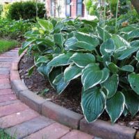 Hosta sur le parterre de fleurs à l'ombre des arbres du jardin