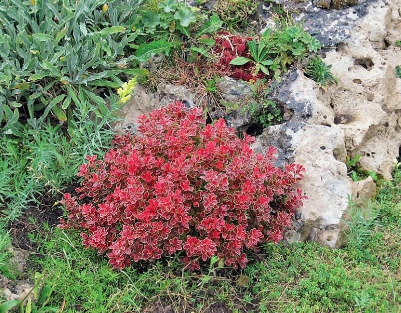 Nedidelis raugerškio krūmas su bordo lapais