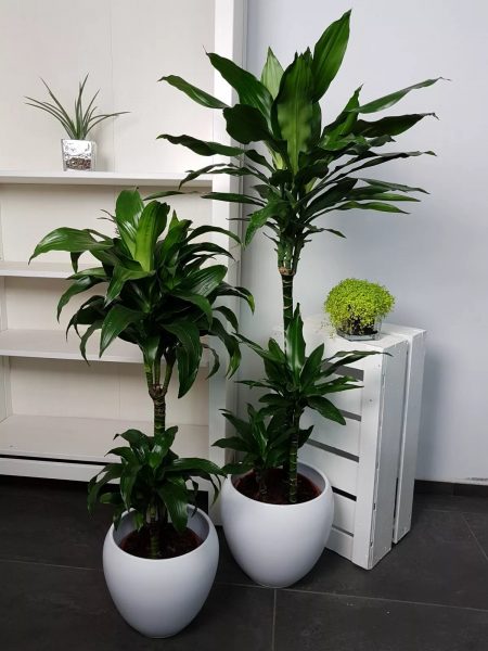 Dracaena yra gana didelis augalas. Geriau jį naudoti didelėse virtuvėse.